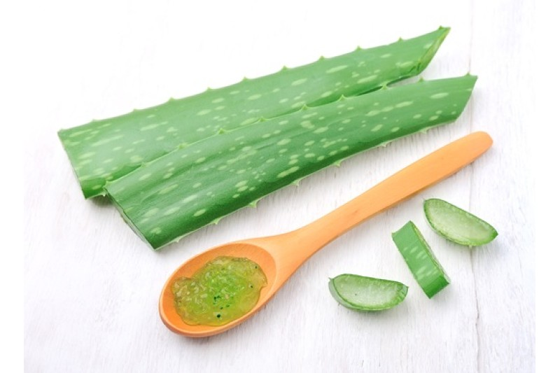 Aloë vera, een plant die vaak in thee en preparaten wordt gebruikt